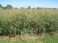 Switchgrass / Panicum virgatum,